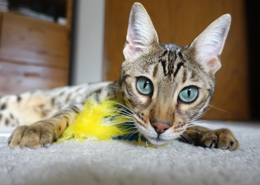 开云官方网站-法甲青训营采用心理调节技术提升比赛专注力的实证，法甲青训最好的球队