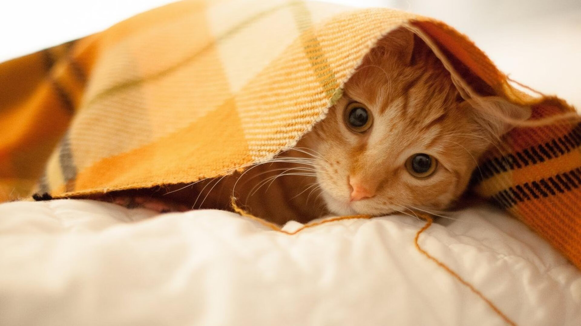 英超球队基于位置数据优化高强度逼抢策略,英超球队的位置