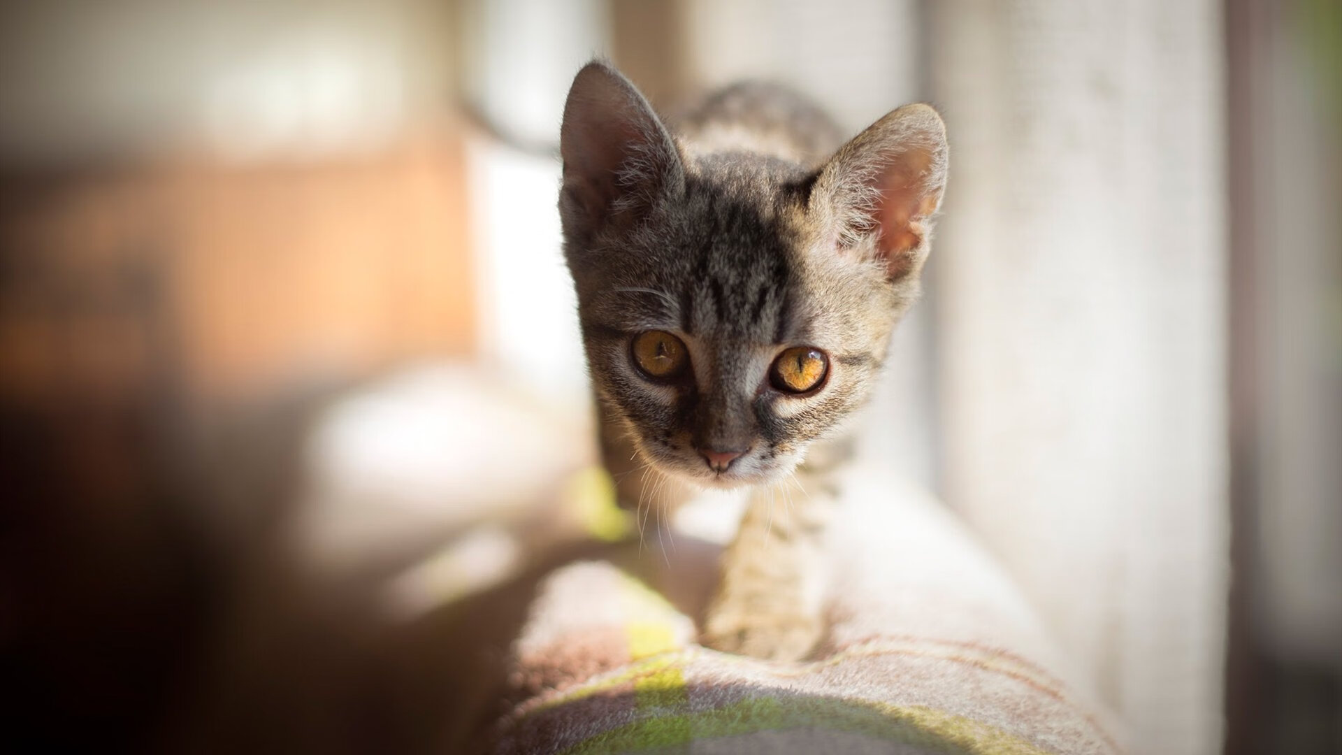 开云官方网站-英超赛季中期球员高强度冲刺频次与肌肉疲劳关系，英超球员一场球赛平均跑多少米