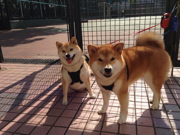 西甲裁判语言模型提升多语言环境下判罚效率,西甲裁判服装