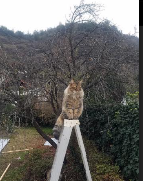 开云平台-CBA转会制度对联赛活力影响几何，cba 转会