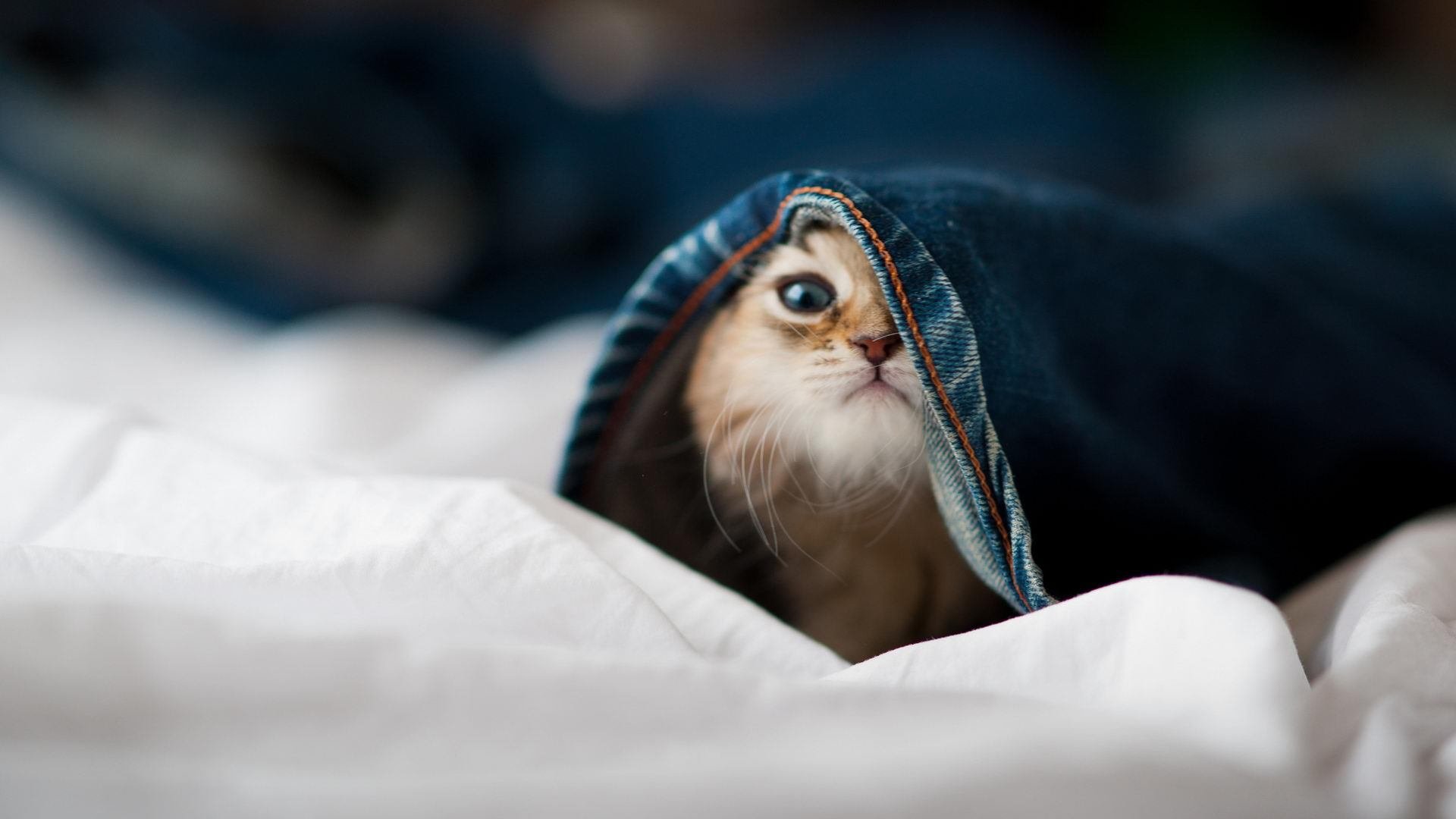 冰雪项目热度不减南方参与率攀升,冰雪项目有什么