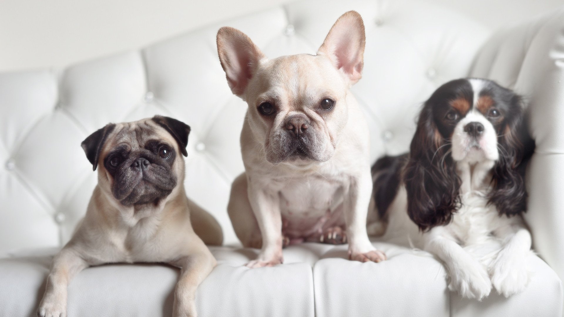 印度队未来发展:从本土赛场到国际舞台的跨越,印度国家队阵容