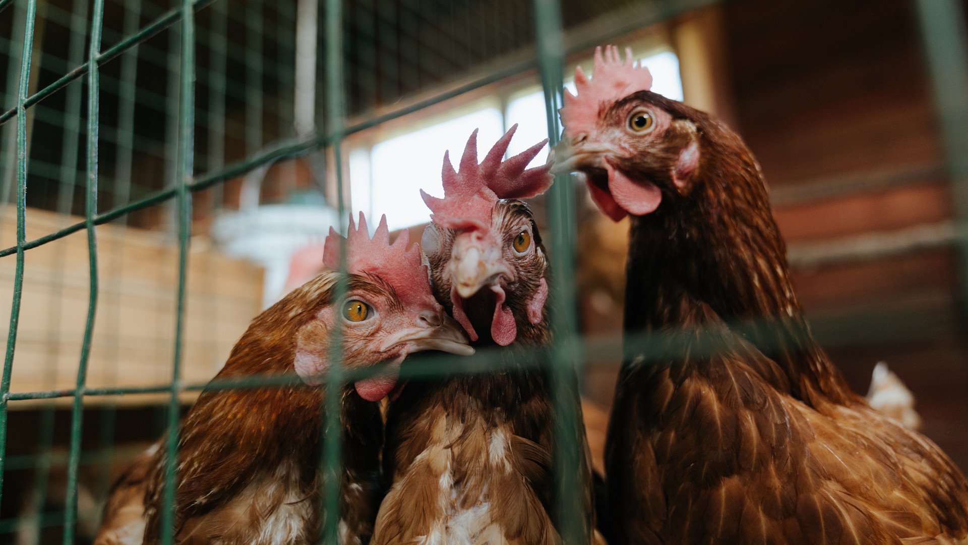 国际热身赛国足逆袭 球迷看好未来走势,国际足联热身赛