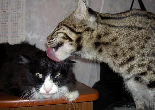 热刺重拾传控体系提升控球质量,热刺的传奇球星