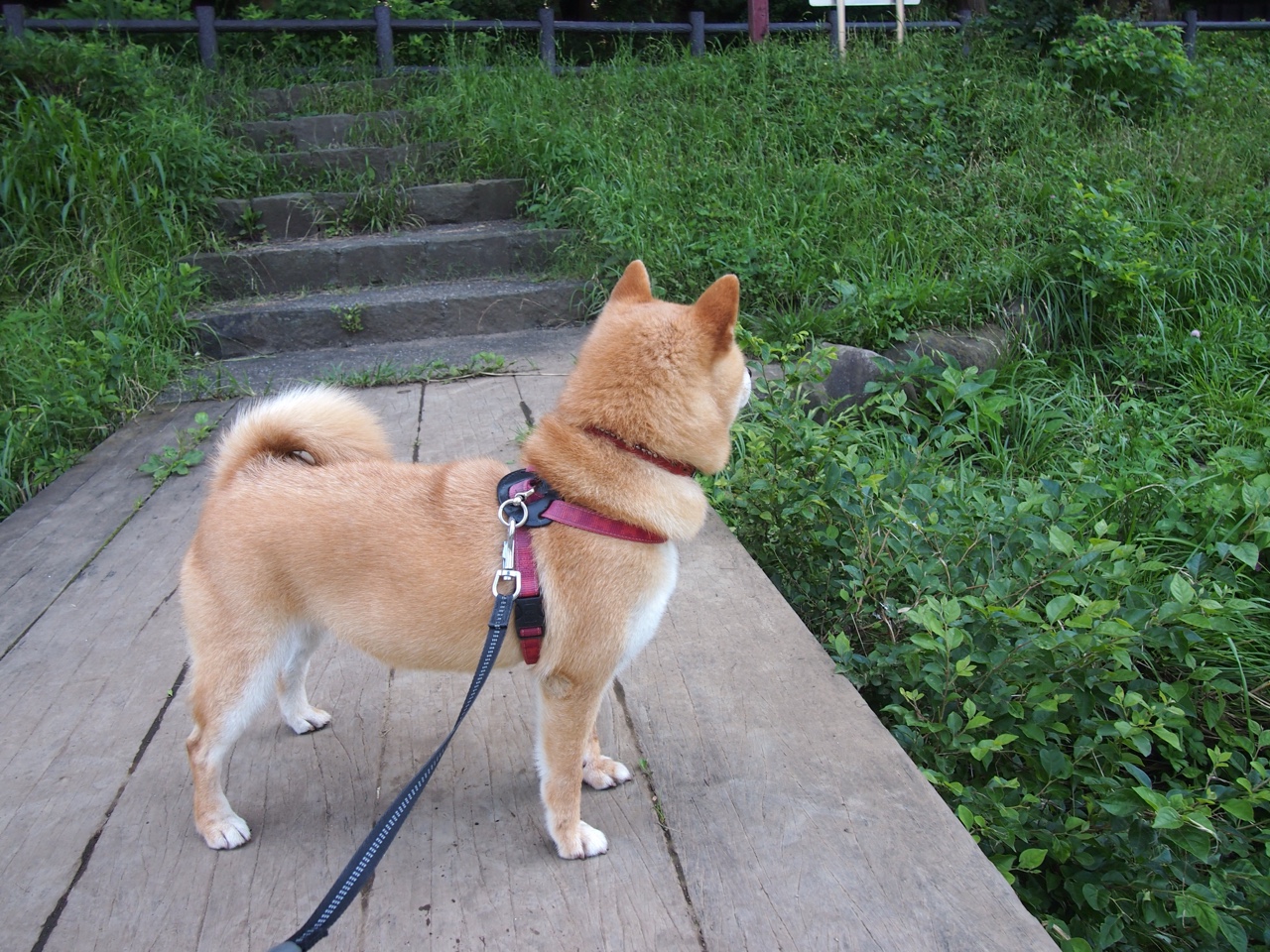 开云入口-男子接力惜败获赞拼搏精神，男子 接力