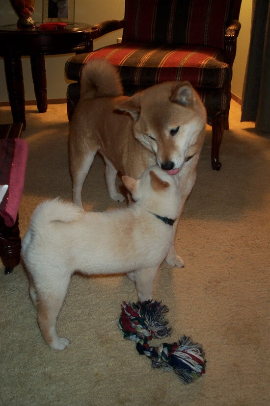 赫罗纳高位压迫打乱对手组织节奏,赫罗纳对萨拉戈萨