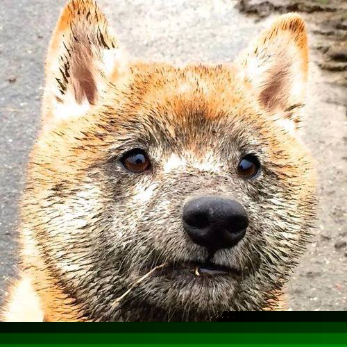 “华金·托比利亚的反击战术与精准判断,帮助阿根廷美洲狮队建立优势”