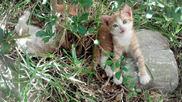 开云平台-“马科斯·梅特罗：阿根廷美洲狮队的硬汉，未来必定绽放光彩”