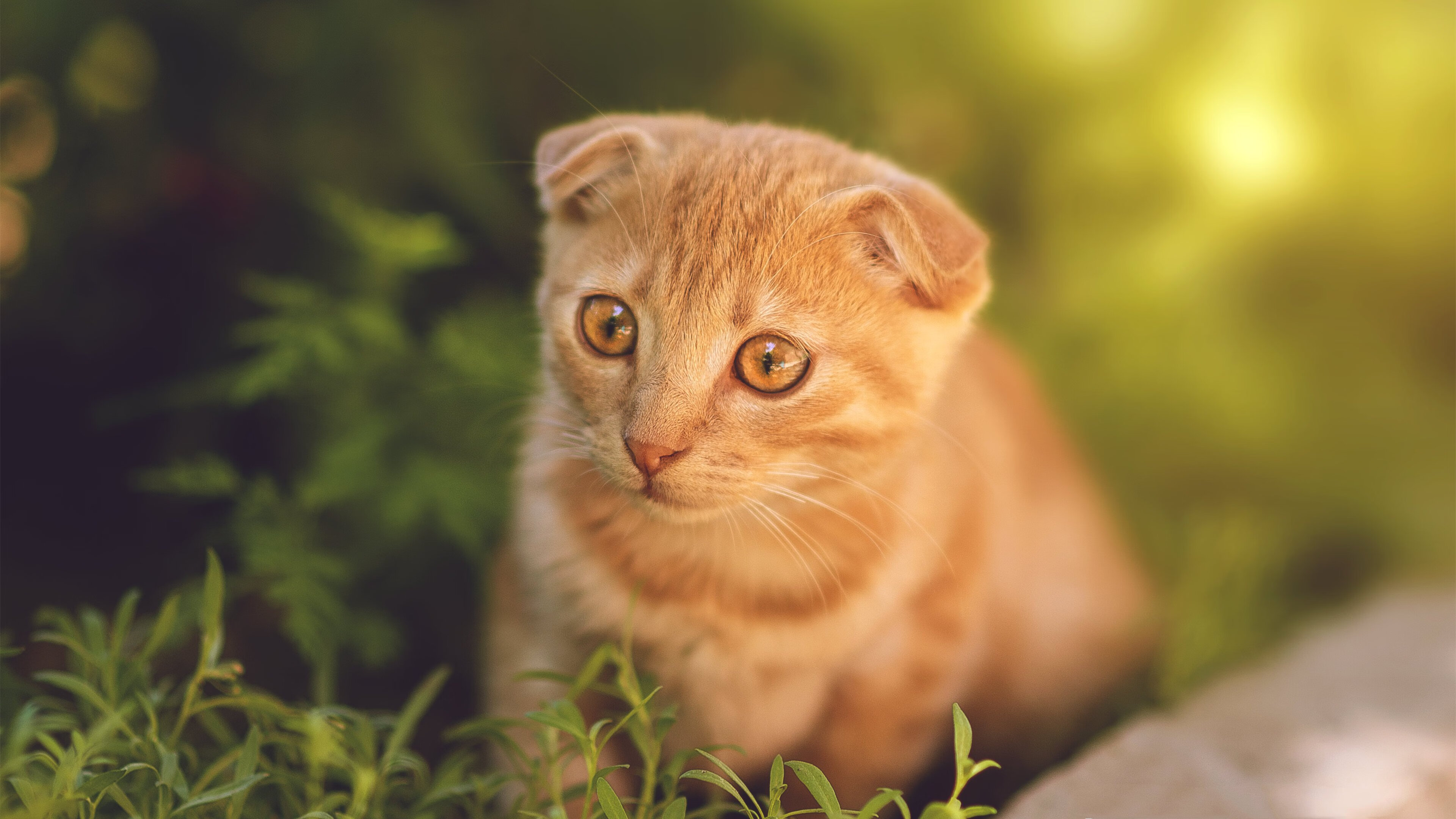 kaiyun官方入口登录-东契奇内外兼修带领独行侠稳住局势，东契奇39分独行侠再胜快船