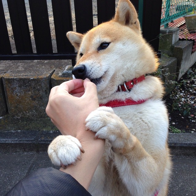 全黑队的攻防速度与转化为其赢得橄榄球比赛奠定基础,全黑队服