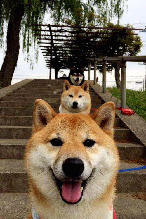 新西兰男队新战术布局,能否带来更多国际荣誉?,新西兰男子足球队