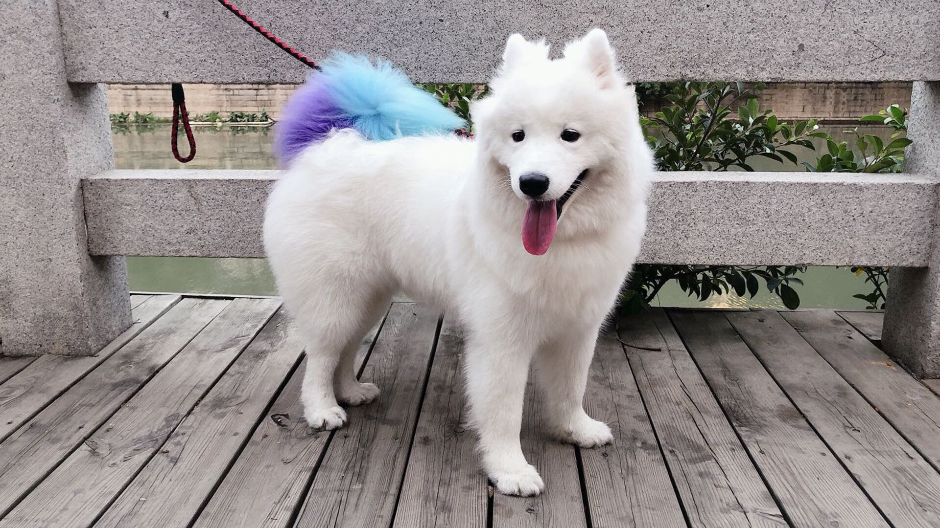 李冰洁挑战世界强敌展现中国速度,李冰洁比赛