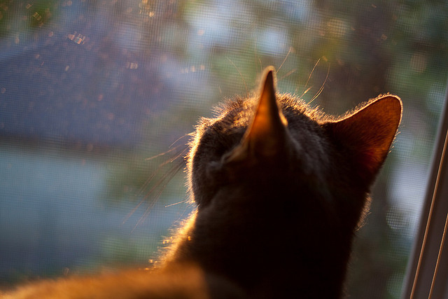 kaiyun中国官方网站-欧洲杯精彩纷呈：变阵、突破、奇迹不断！，欧洲杯秒懂百科