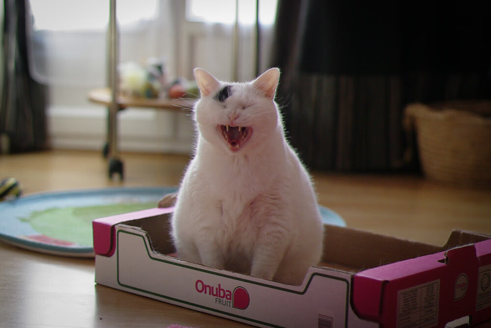 欧洲杯精彩纷呈:变阵、突破、奇迹不断!,欧洲杯秒懂百科