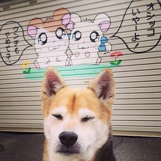 中国篮球教练团队中的领导力分工机制研究，篮球各队主教练